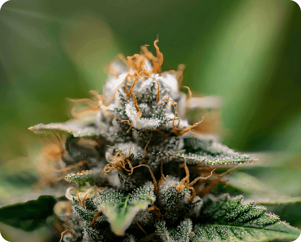 Nahaufnahme einer mit Trichomen bedeckten Cannabisblüte mit orangefarbenen Härchen